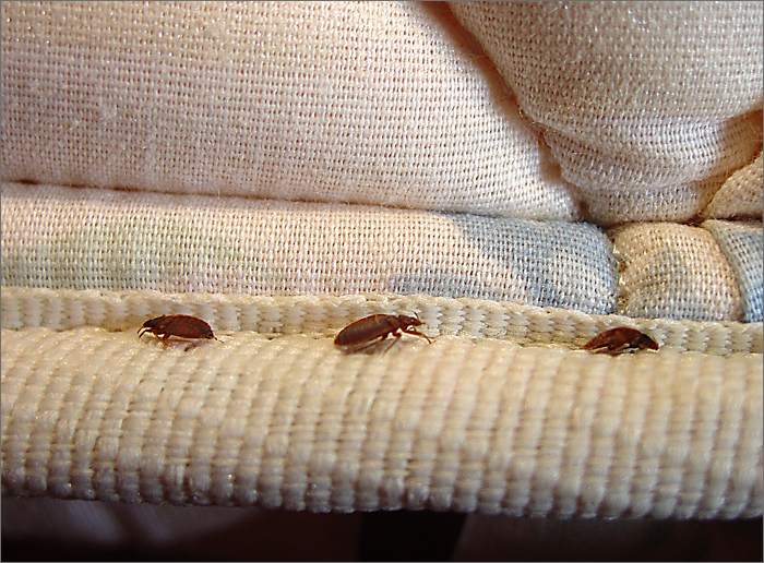 bed-bugs-on-mattress